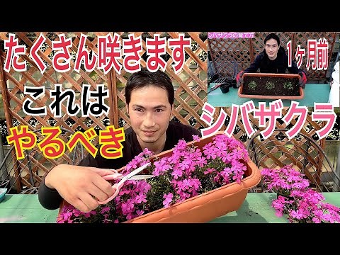 【シバザクラ】毎年たくさんのお花を咲かせる方法！【成長過程】【育て方】