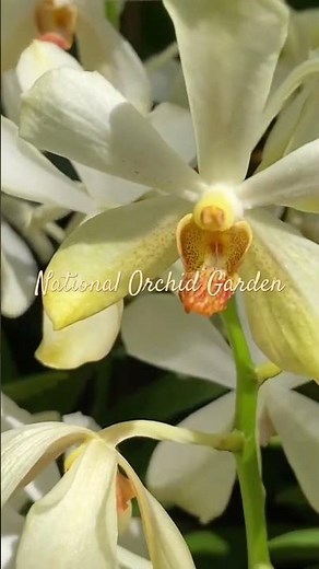 National Orchid Garden, Singapore