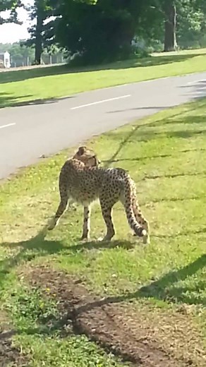Cheetah meows like a cat