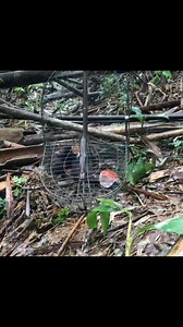 48K views · 750 reactions | Pikat burung murai batu paling unik di dalam hutan bambu ️ . . . . . . #semuaorang #pengikut #penggemarberat #sorotan #pikatmuraibatu #นกต่อบินหลาดง #bẫychíchchòelửa | Dunia Binatang | Facebook