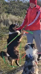 HUND SPRINGT MENSCHEN AN