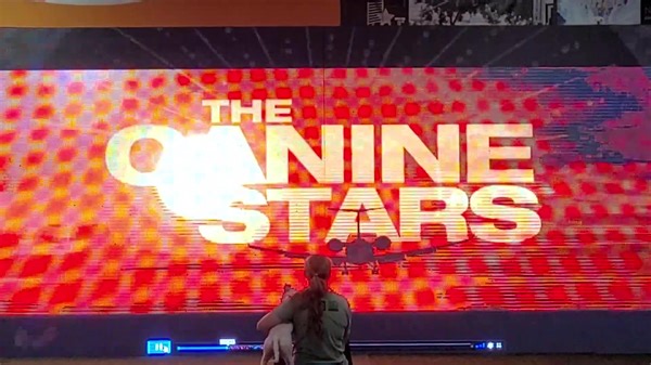 The BIG SCREEN! 👀 @BowWowieMandel requested a super-sized screen so that she could watch her larger-than-life performances on America's Got Talent, lol. We'll be bringing this behemoth jumbo-tron video wall to select shows on our Summer Tour. Can't wait to see it on our stage and integrated into the shows!!! Check our website calendar for upcoming dates on our Tour: https://www.thecaninestars.com/calendar #jumbotron #bigscreen #moviestardog #agt | Canine Stars
