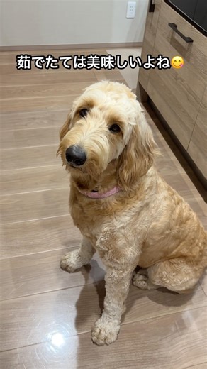 あおの手作りご飯、鶏ささみ14kg一気に茹でたよ‼️👍茹でたては美味しいね😋#goldendoodle #ゴールデンドゥードル #手作りご飯 #大型犬 #多頭飼い #shorts