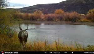 2.3K views · 81 reactions | A beautiful mule deer captured on @idahotrailcameras DS4K ! | Stealth Cam | Facebook