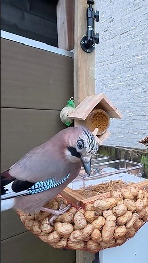 Eurasian jay eating peanuts | Urban Garden Bird Feeding in 4K