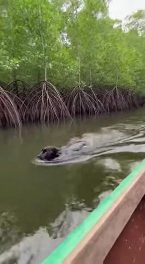 ON CAMERA! Massive Python Crawls Onto Fishing Boat — Attacks and got his neck