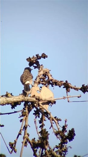 Red Vented Bulbul sound/ Bulbul Voice /find and call red voice#bulbul bird #shorts #Bird #nature