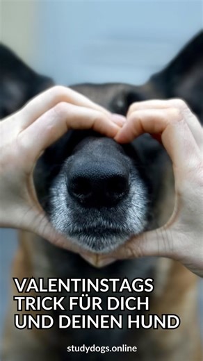 Natalie – Hundeliebe meets Wissenschaft 🐶 on Instagram: "Valentinstags-Trick für dich & deinen Hund 🐶 ❤️ Du möchtest ein besonders süßes Valentinsfoto mit deinem Hund? Dann probier diesen kleinen Trainingsaufbau: Schritt 1: Forme eine Hand zu einem halben Herz. Mit der anderen Hand lässt du deinen Hund zunächst einen ganz normalen Handtouch hinter der Herz-Hand machen. Berührt dein Hund deine Touch-Hand, wird gemarkert und belohnt. Schritt 2: Die Touch-Hand wandert nach und nach immer weiter n