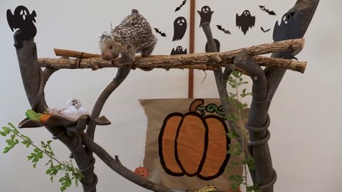 Porcupine and polar bear enjoy Halloween treats at Brookfield Zoo