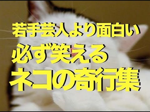 おもしろ動画 必ず笑えるネコの奇行集〜若手芸人より面白い！