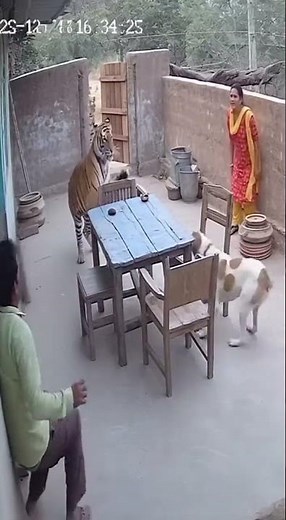 Not on My Watch: A Fearless Dog Repels a Dual Tiger Threat