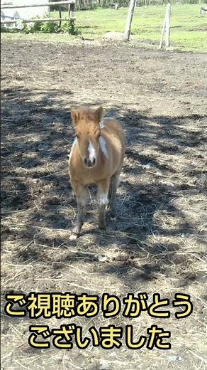 【ポニーの赤ちゃん】無邪気な子馬たち　2021