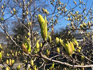 N.Y. weather: More rain, hotter-than-normal temperatures in spring forecast