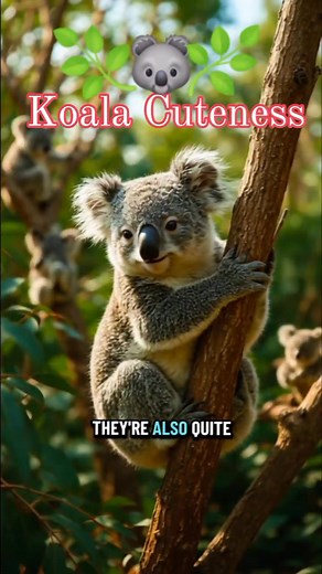 3.9K views · 36 reactions | Koala Cuteness Overload  Meet the Koala, Australia's favorite marsupial! Learn more about these adorable creatures & their love for eucalyptus leaves. #koalalovers #cuteanimals #australianwilderness #metaaiapp | Jinky Arevalo Chan | Facebook