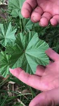 How To ID Mallow