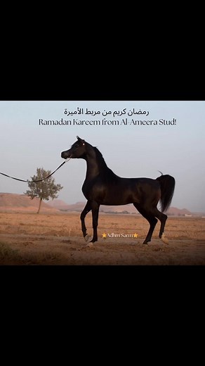 Celebrating Ramadan with Al Ameera Stud's Arabian Horses