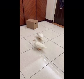 Ducks Chase Laser Pointer