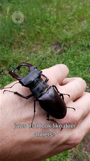 You Won’t Believe the Size of This Beetle! 🤯🪲
