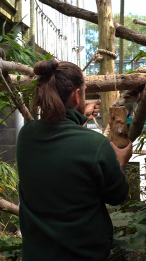 Meet Merry and Pippin, some of our most endangered animals at the Zoo 🐒 #zookeeper #keeper #primates #tamarin #cottontoptamarin #monkey #merryandpippin #zookeepersofinstagram #zoo #animalreels | Noah's Ark Zoo Farm