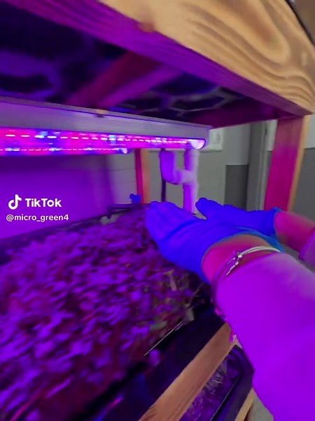 Мікрозелень: Тренди та Рекомендації