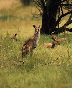 Australian Wildlife Encounters: Kangaroos, Koalas & More