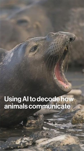 Using AI to Decode How Animals Communicate