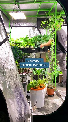 Growing Radishes Indoors: Essential Tips for Success