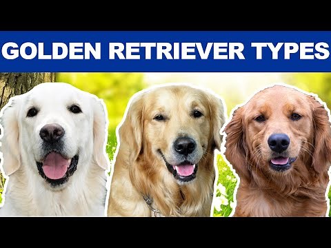6 “Types” Of Golden Retrievers You Didn’t Know About