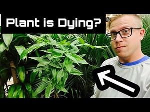 Your Money Tree Plant is Dying because of THIS