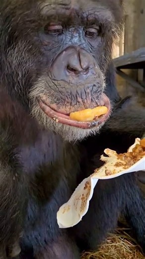 Save the Chimps on Instagram: "All of our residents enjoyed a tasty Chimpsgiving Dinner specially made by Chef Josh🍁🍂 Chef Josh and his team are always coming up with new and exciting recipes for our nearly 220 residents🧑‍🍳 This year our residents enjoyed Southwestern Corn Pudding🌽, Green Bean Almondine🫛, and Deconstructed Apple Pie 🍎 🥧 We hope there were as many food grunts and vocalizations around your tables as there were here at Save the Chimps! Thank you Chef Josh for making this a 