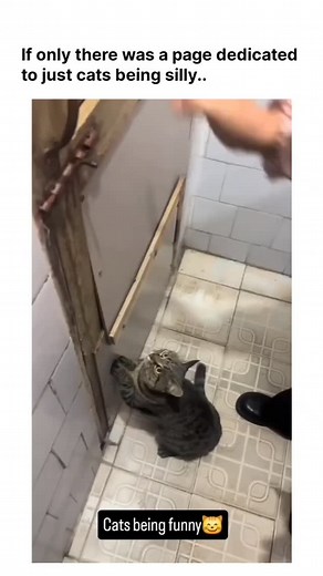 Days 129/365 challenge Wait wait In a month I want to earn 50k followers please support to me and I have challenge to me 365 days daily videos . . #explorepage #reelkarofeelkaro #viralhashtags #contentcreation | Md Awaze Uddin