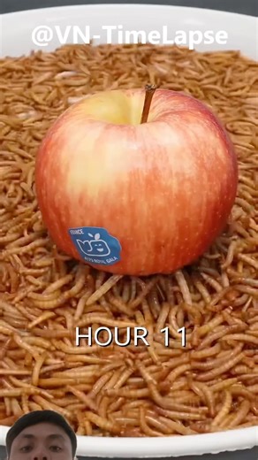 1万匹のミミズがリンゴを食べるタイムラプス #タイムラプス #植物 #timelapse #plants #花 #ひまわり #果物 #種 #garden #flowers #tree #fruits