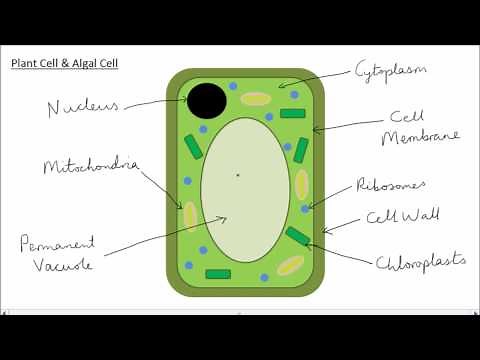 Animal & Plant Cells | GCSE Science | Biology | Get To Know Science