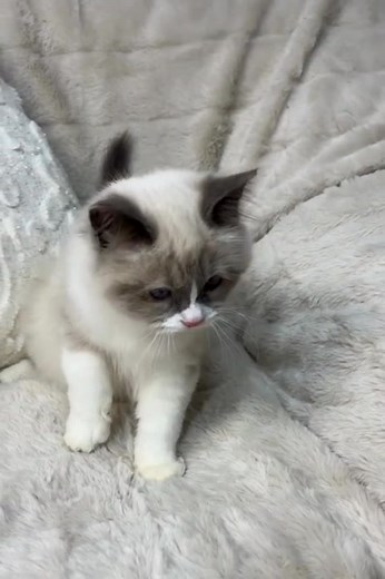 Adorable Ragdoll Kittens Seeking Forever Homes in Tulsa, OK — Ragdolls ready to meet loving families. | David Cowell's Ragdoll kittens For Adoption and Rehoming