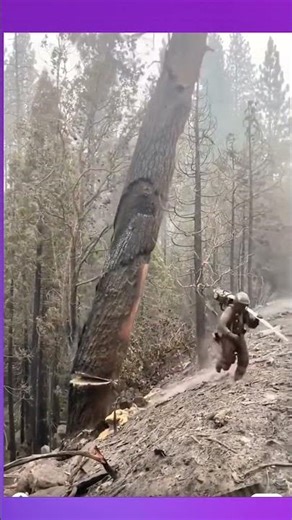 Cutting down large dead trees with steady control to clear the area safely and efficiently.