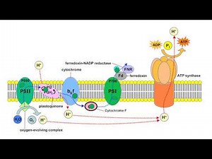 Introduction to REDOX for Biologists