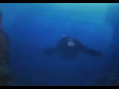 Life could be dream - Monkey Swimming