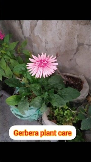 Gerbera plant ☘️ care using onion and garlic peel#shortsfeed #garden #gerberaflower #plants