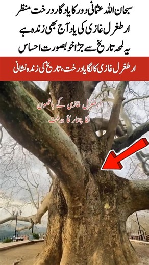 300 Year Old Tree Planted by Ertugrul Ghazi Historic View#viralvideo #muslimcontent #islamiccontent
