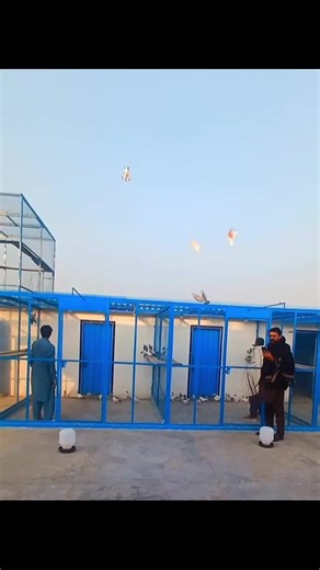 A Celebration of Pigeon Lovers in Pakistan