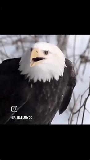 UFC🔥🔥#ufc #mma