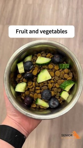 Food you should feed your senior dog to keep them live longer