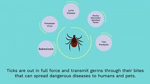 5.4K views · 17 shares | You found a tick on your body. Now what? Ticks will be out in full force this summer and can spread dangerous diseases to humans and pets like Lyme disease and Rocky Mountain Spotted Fever. Watch this video for a step-by-step guide to properly remove a tick from the skin. | PestWorld | Facebook