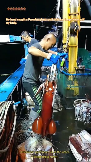 手钓到了一条秘鲁大鱿鱼比半个身子还要长。I reeled in a Peruvian giant squid—it was longer than half my height!
