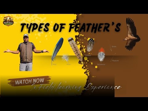 Types of Feather's in Birds