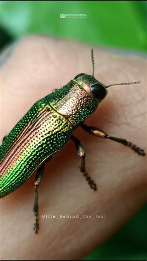 Jewel Beetle | Lampetis fastuosa