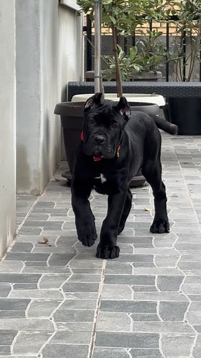 Bella 😍 #CaneCorso #GrayCorso #BigHead #StrongBone #GuardianDog #CorsoLife #PuppyPower #corsousa | Aleksandar Cvijetic