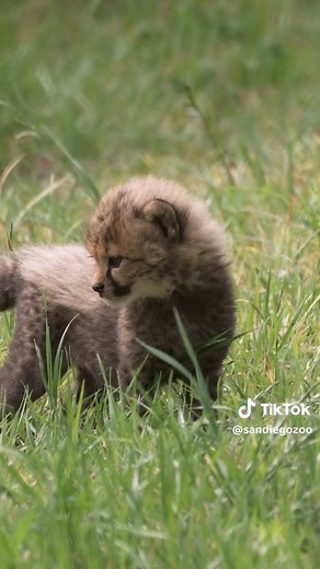 Paws everything for cheetah cubs 🐆🧡 Four male cheetah cubs were born to first-time mom Kelechi at the Safari Park in late January, the first cheetah cubs born at the Park since 2020. This teeny band of brothers is bonding with mom behind-the-scenes at the Carnivore Conservation Center, stretching their liddol legs and practicing their chirps. You may just spot these sweet speedsters as they begin emerging from their den on an Ultimate Safari. #cheetahcubs #sdzsafaripark #cheetahs #spotted