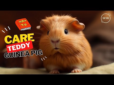 How to Care for a Pet Teddy Guinea Pig