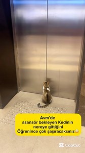 Hayvansever İkili 😻🐾 | Avmde gezerken gördüğümüz bu tatlı olayı sizlerle paylaşmak istedik 😻❤️🙏🏻 #sokakhayvanları #kedivideoları #kediaşkı. #avmkedileri... | Instagram